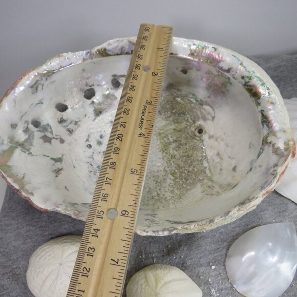 REAL White Sea Shells (8" Abalone Shell and variety of others) 2 pounds + - Picture 4 of 12